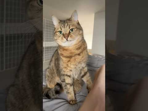 猫の動画サムネイル - 猫の毛づくろいを手伝おうとしたらキレられて悲しい　#shorts
