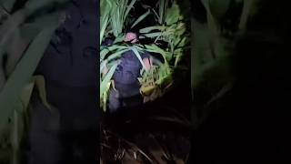 NUNCA ENTRE EM UM CANAVIAL ASSOMBRADO, isso pode acontecer