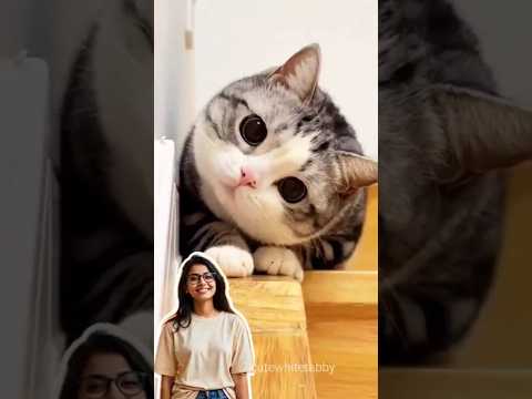 Cute cat compilation #short #viral #trending