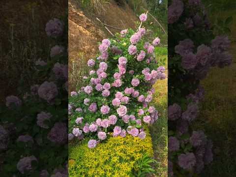 Beautiful Roses Amazing.||#garden #naturelovers #flowerlove #trending