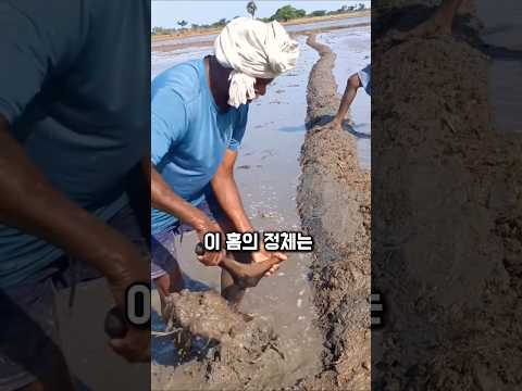 “쌀의 40%가 여기서 나옵니다… 당신 밥상은 인도에서 시작돼요 🍚”