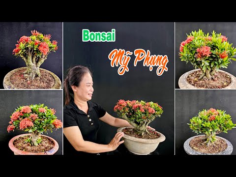 Cây cảnh 24/2 Trang lá nhỏ thuần chậu, gốc đẹp đang ra hoa - bonsai Mỹ Phụng