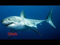 Fish Classification and Habitats
