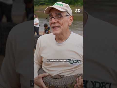 Venezuelan conservationists fight the extinction of Orinoco crocodiles | DW News