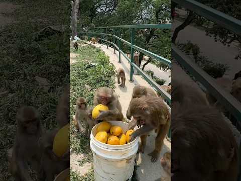 Buckets of mango surprise to monkeys