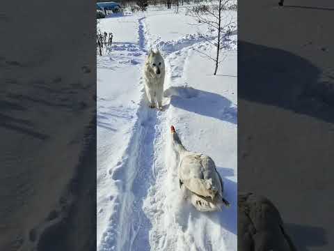 Гусь !