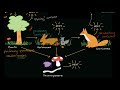 Flow of Energy and Matter in Ecosystems