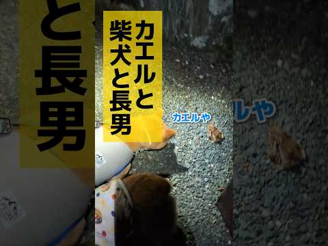 カエル注意！ヒキガエルに夢中な柴犬 #柴犬スティーブ #コーギー