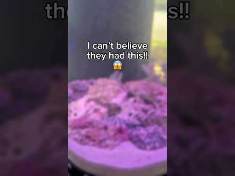 I couldn’t believe I saw this..