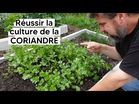 Comment réussir la culture de la CORIANDRE『TUTO』