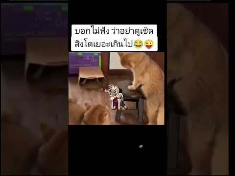 #ลีลาเชิดสิงโต#แมวน่ารัก #แมวกวนๆ