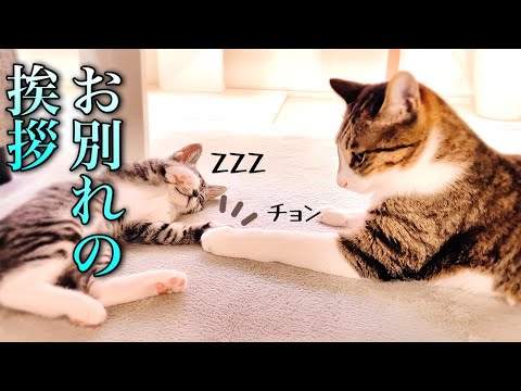 威嚇していた先住猫が本当は大好きだった子猫にお別れの挨拶をする様子に感動しました