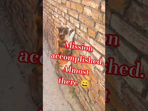 Добраться в раскорячку😸Доползти😹😄Котолимпиада 2026 #видосыоткота #shortsvideo #funny ..