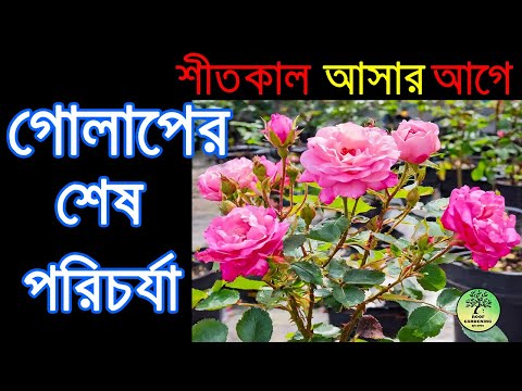 শীত আসার আগে গোলাপের শেষ পরিচর্যা / Rose Care before Winter come / roof gardening