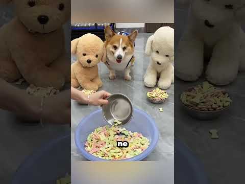 Pourquoi ce chien boude-t-il après le repas ?