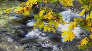 3-Min Lung Clearing | Tuning Fork Healing + Flowing Creek Sounds