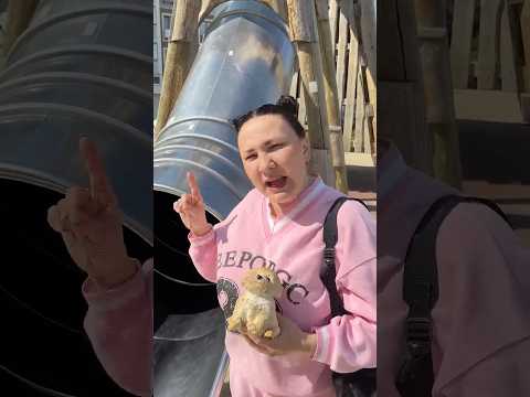 Сквиш собачку проглотила горка!