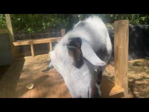 Live! The Goat Report with Lummy- #TheBubbaArmy #goats #farm #goat #animals