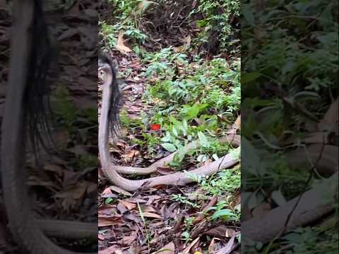 Ketemu ular berambut saat melepaskan kura kura #viralvideo #snake #ular #shortvideo #ularbesar