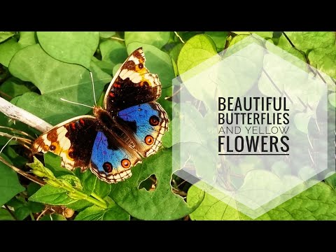 Beautiful Butterflies and Yellow Flowers