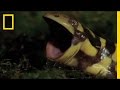 Barred Tiger Salamander Facts and Behavior