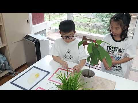 雙子葉植物和單子葉植物(二年級 蔡承澔 一年級 游存諭) - YouTube