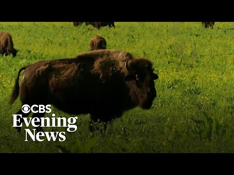 YouTube video thumbnail: Inside Restored Grasslands With a Bison Herd 2 Hours West of Chicago
