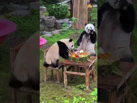 Qisanmei dives into a mukbang with mom 🐼🍜치산메이가 엄마랑 먹방에 뛰어들어요 #둥이 #cute #funny #animals