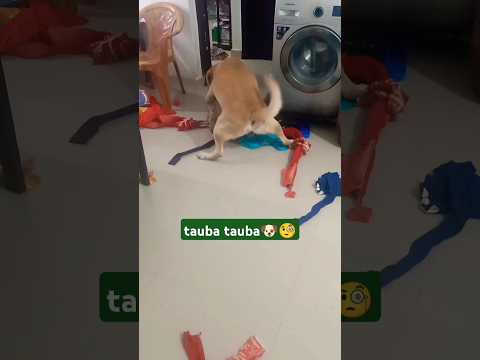 tauba tauba 😅🐕#dog#shorts #taubatauba #Santilata@Rio