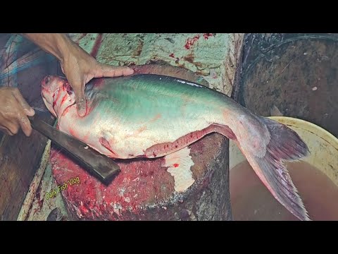 Amazing Giant Fantastic Pangas Fish Cutting || Pangas Fish Cutting Skills Live In Fish Market