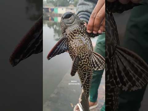 জাদুই মাছ! #shorts #facts #bangla