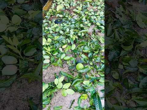 ঝড়ে সব আম পড়ে গেল😓🙃#minivlog #shortsfeed #gardening