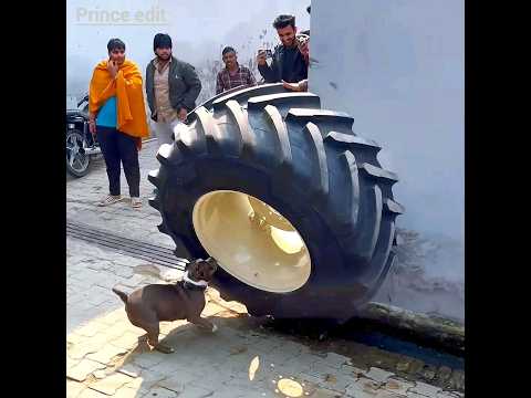 Nishu bhai ne mangvae Monster tyre 963 ke liye 🥶😱😎#Nishu Bhai Ki Mano Bach gai #26 number tyre #edit
