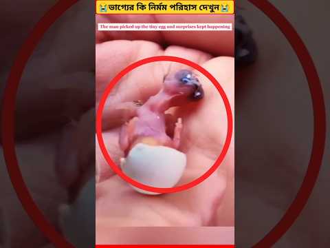 😭দেখুন লোকটি কিভাবে অসহায় পাখির বাঁচ্চাটির জীবন বাঁচালো🥹#shorts #birds #sad #viralshorts #viral.