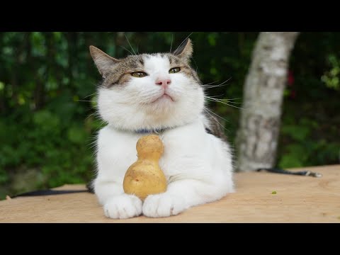 じゃがいもと猫のかわいいコラボ動画をお楽しみください サムネイル
