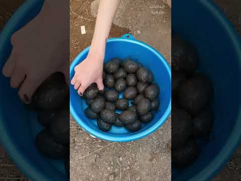 كيفية صنع بيض القرن في المنزل! 🥚⏳
