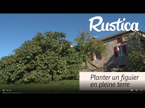 Planter un figuier