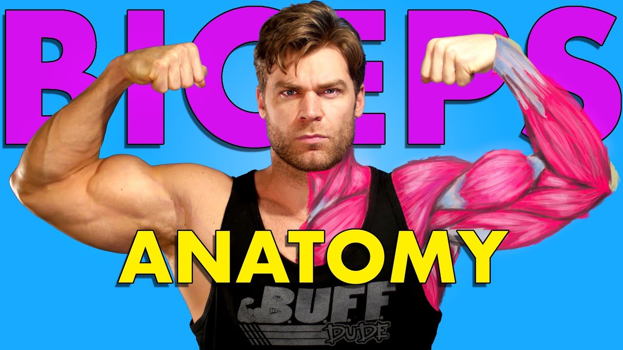 Biceps anatomy - breaking down the best bicep exercises for maximum growth - Buff Dudes