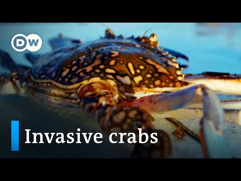 YouTube video thumbnail: Tunisia: Invasive Crabs as Delicacy