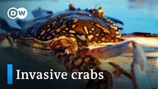 YouTube video thumbnail: Tunisia: Invasive Crabs as Delicacy