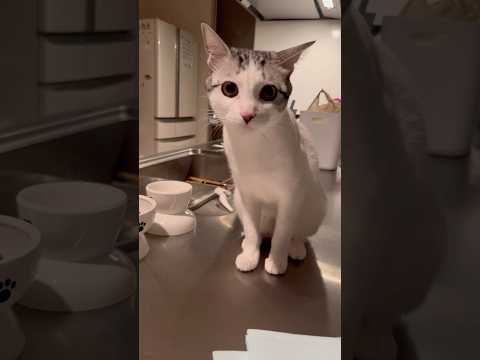 猫草中毒になってる猫#猫 #保護猫 #捨て猫