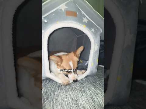 new house gotta chew #cute #corgi #pet #puppy #dog #shorts