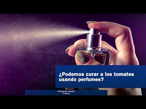 Miniatura del video titulado ¿PODEMOS CURAR A LOS TOMATES USANDO PERFUMES? | THE CONVERSATION