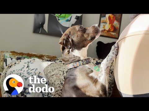 Pittie Wags Her Tail The Moment She Sees Ultrasound Of Her New Sister | The Dodo