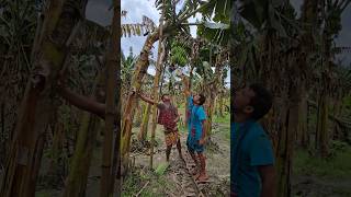 How bananas are cut, food ( episode 3095) 😱 #food #shorts #satisfying #banana #trending #viral