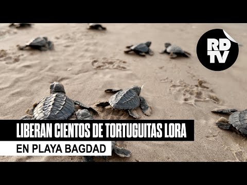 Liberan cientos de tortuguitas Lora en Playa Bagdad