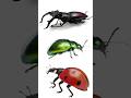 Arthropod Characteristics and Classification