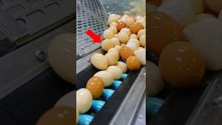 Amazing Egg Factory Automation | Egg Processing Machine 💥💥 #youtubeshorts #yt #egg #shorts #tech #yt