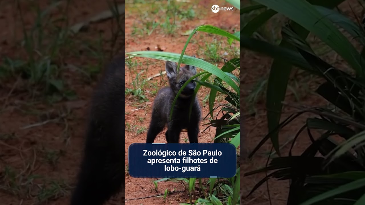 Zoológico de São Paulo apresenta filhotes de lobo-guará