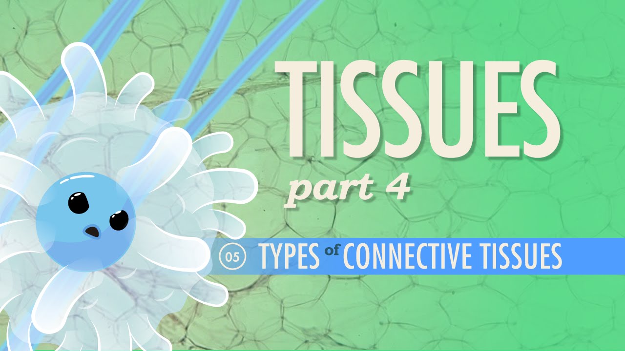 Tissues, Part 4 - Types of Connective Tissues: Crash Course A&P #5